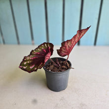 Load image into Gallery viewer, #i119 Begonia Dr Karissa