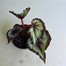 Load image into Gallery viewer, #i121 Begonia Unknown