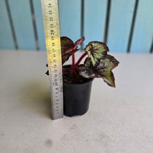 Load image into Gallery viewer, #i121 Begonia Unknown
