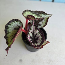 Load image into Gallery viewer, #i121 Begonia Unknown