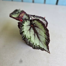Load image into Gallery viewer, #i121 Begonia Unknown