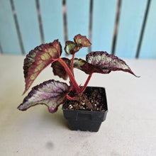 Load image into Gallery viewer, #H10 Begonia Unknown