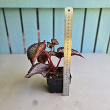 Load image into Gallery viewer, #H10 Begonia Unknown