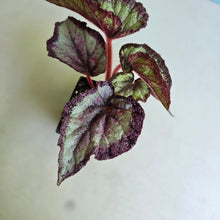 Load image into Gallery viewer, #H10 Begonia Unknown