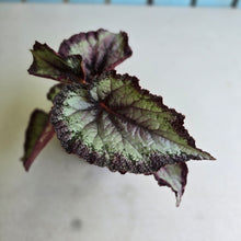 Load image into Gallery viewer, #H10 Begonia Unknown