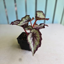 Load image into Gallery viewer, #H10 Begonia Unknown