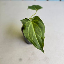 Load image into Gallery viewer, #G3 Anthurium Macrolobium x Crystallinum