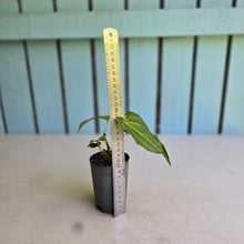 Load image into Gallery viewer, #G3 Anthurium Macrolobium x Crystallinum