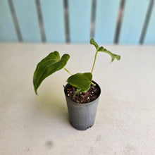 Load image into Gallery viewer, #G3 Anthurium Macrolobium x Crystallinum