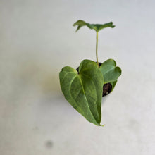 Load image into Gallery viewer, #G3 Anthurium Macrolobium x Crystallinum