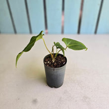 Load image into Gallery viewer, #G3 Anthurium Macrolobium x Crystallinum