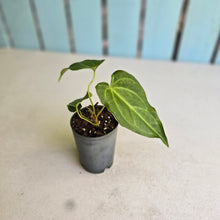 Load image into Gallery viewer, #G3 Anthurium Macrolobium x Crystallinum