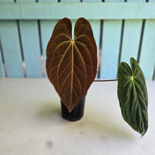Load image into Gallery viewer, #R82 Anthurium NOID