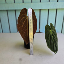 Load image into Gallery viewer, #R82 Anthurium NOID