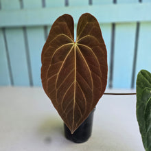Load image into Gallery viewer, #R82 Anthurium NOID