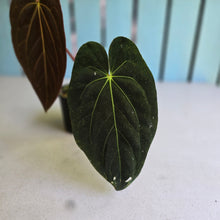 Load image into Gallery viewer, #R82 Anthurium NOID