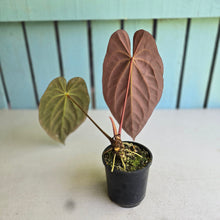 Load image into Gallery viewer, #R82 Anthurium NOID