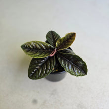 Load image into Gallery viewer, #RD48 Labisia Sp.
