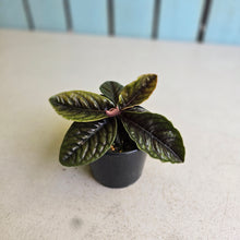 Load image into Gallery viewer, #RD48 Labisia Sp.