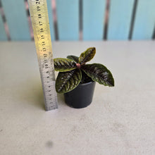 Load image into Gallery viewer, #RD48 Labisia Sp.