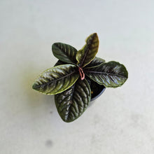 Load image into Gallery viewer, #RD48 Labisia Sp.