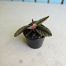 Load image into Gallery viewer, #RD48 Labisia Sp.