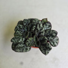 Load image into Gallery viewer, #RD40 Primulina Yungfuensis