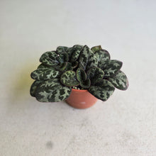 Load image into Gallery viewer, #RD40 Primulina Yungfuensis
