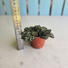 Load image into Gallery viewer, #RD40 Primulina Yungfuensis