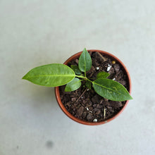 Load image into Gallery viewer, #R95 Anthurium Punctatum Seedling