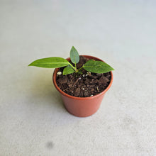 Load image into Gallery viewer, #R95 Anthurium Punctatum Seedling