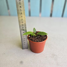 Load image into Gallery viewer, #R95 Anthurium Punctatum Seedling