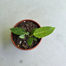 Load image into Gallery viewer, #R95 Anthurium Punctatum Seedling