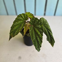 Load image into Gallery viewer, #R28 Begonia Lukuana