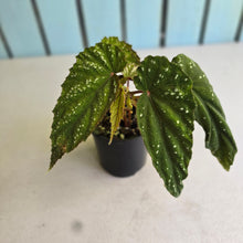 Load image into Gallery viewer, #R28 Begonia Lukuana