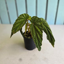 Load image into Gallery viewer, #R28 Begonia Lukuana