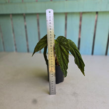 Load image into Gallery viewer, #R28 Begonia Lukuana