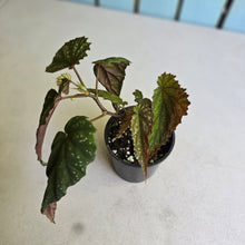 Load image into Gallery viewer, #R28 Begonia Lukuana