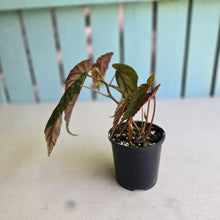 Load image into Gallery viewer, #R28 Begonia Lukuana