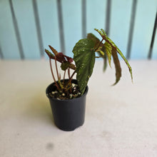 Load image into Gallery viewer, #R28 Begonia Lukuana