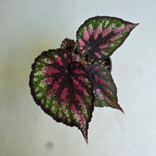 Load image into Gallery viewer, #R30 Begonia Painters Palette?