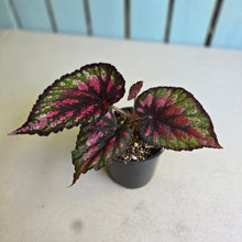 Load image into Gallery viewer, #R30 Begonia Painters Palette?
