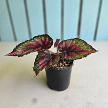 Load image into Gallery viewer, #R30 Begonia Painters Palette?