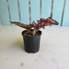 Load image into Gallery viewer, #R30 Begonia Painters Palette?