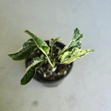 Load image into Gallery viewer, #D888 Variegated Amydrium Medium