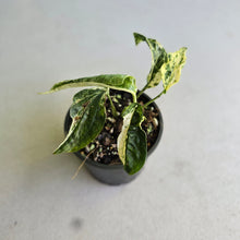 Load image into Gallery viewer, #D888 Variegated Amydrium Medium