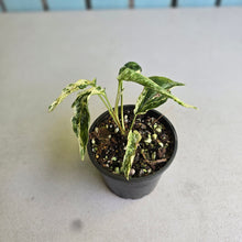 Load image into Gallery viewer, #D888 Variegated Amydrium Medium