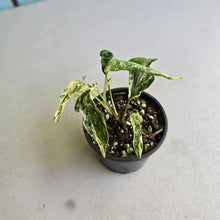 Load image into Gallery viewer, #D888 Variegated Amydrium Medium