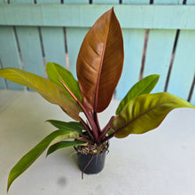 Load image into Gallery viewer, #R107 Philodendron Prince of Orange