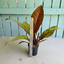 Load image into Gallery viewer, #R107 Philodendron Prince of Orange